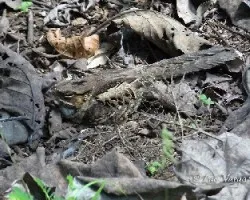 Nyctidromus albicollis