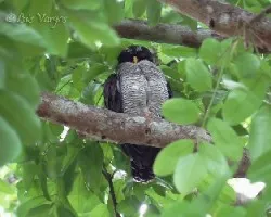 Ciccaba nigrolineata