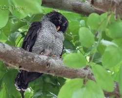 Ciccaba nigrolineata