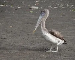 Pelecanus occidentalis