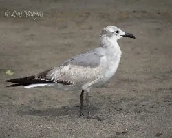 Leucophaeus atricilla