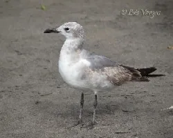 Leucophaeus atricilla