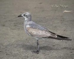 Leucophaeus atricilla