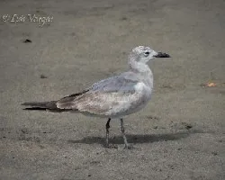 Leucophaeus atricilla