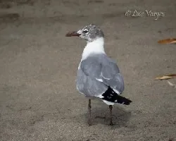 Leucophaeus atricilla