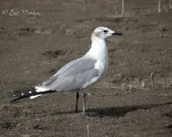 Leucophaeus atricilla