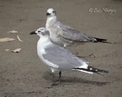 Leucophaeus atricilla