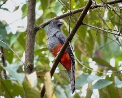 Trogon massena