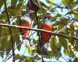 Trogon massena