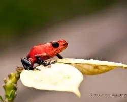 Oophaga pumilio