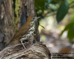 Hylocichla mustelina