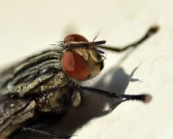 Musca domestica