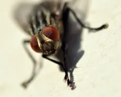Musca domestica