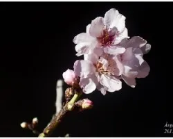 Flor de almendro