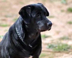 Labrador retriever