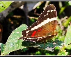 Mariposa  (cocinera)