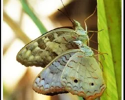 Mariposa cortejo 