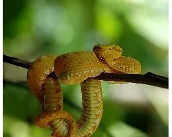 Bothriechis schlegelii