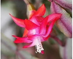 Schlumbergera truncata 