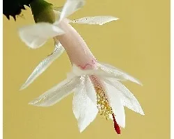 Schlumbergera truncata 
