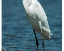 Ardea alba