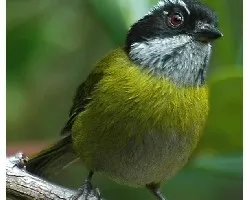 Chlorospingus ophthalmicus