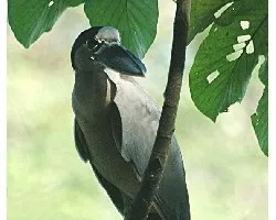 Cochlearius cochlearius