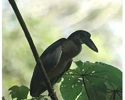 Cochlearius cochlearius