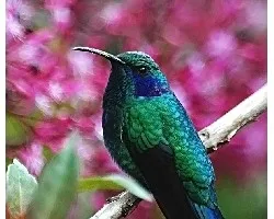 Colibri thalassinus