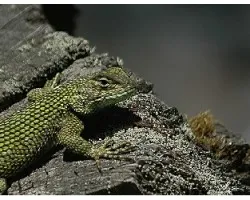 Sceloporus malachiticus
