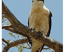 Herpetotheres cachinnans