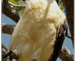 Herpetotheres cachinnans