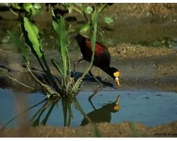 Jacana spinosa