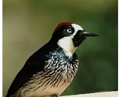 Melanerpes formicivorus