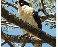 Herpetotheres cachinnans