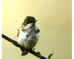 Selasphorus flammula
