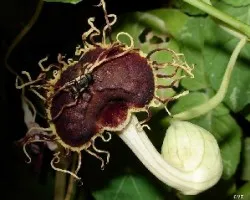 Aristolochia fimbriata