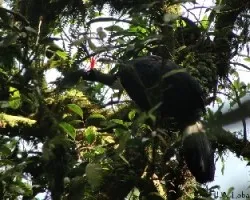 Oreophasis derbianus