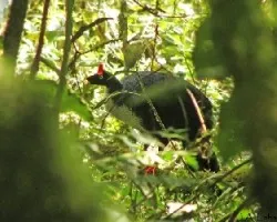 Oreophasis derbianus