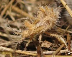 Un bichito raro, lleno de pinchos