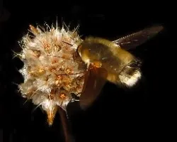Bombylius major