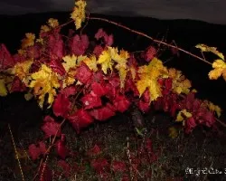 Cepa de uvas de vino de garnacha