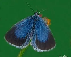 Celastrina argiolus