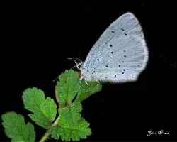 Celastrina argiolus
