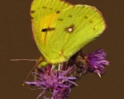Colias crocea