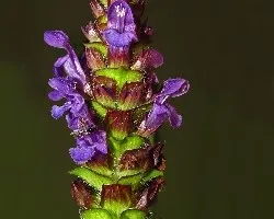 Prunella vulgaris