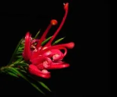 Grevillea rosmarinifolia