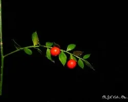 Ruscus aculeatus l