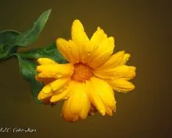 Calendula officinalis