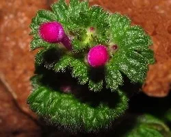 Lamium amplexicaule 
